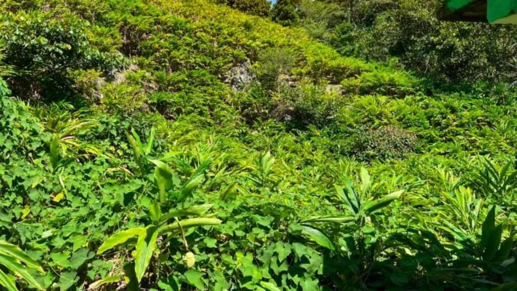 Guatemala será el principal exportador de cardamomo para el Mundial Qatar 2022