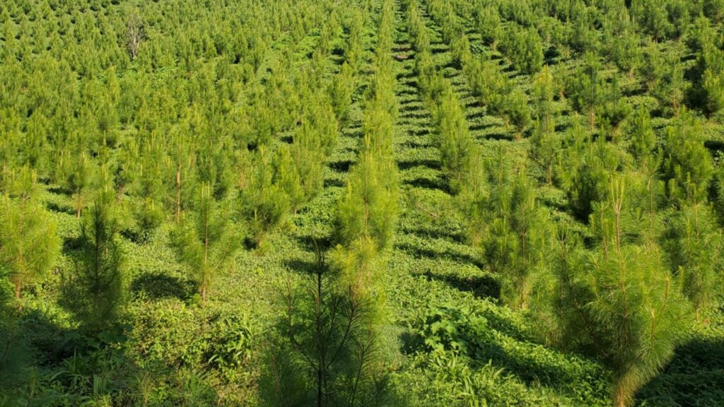 INAB sigue contribuyendo a la economía a través de los incentivos forestales PINPEP Y PROBOSQUE 