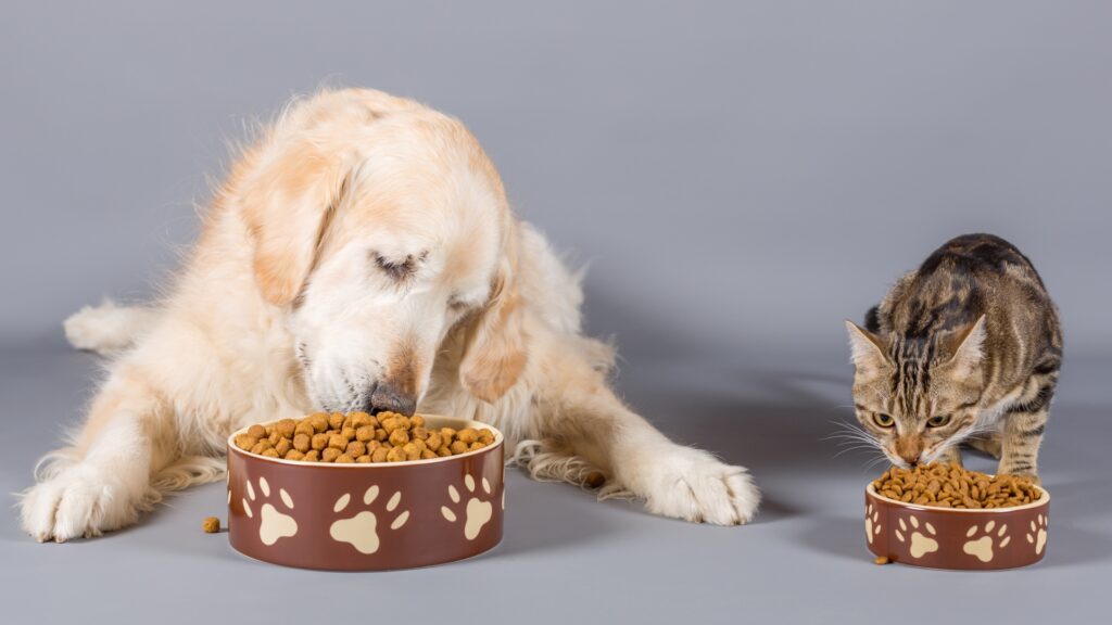 Purina destina esfuerzos para mejorar la salud y el bienestar de nuestros amigos peludos