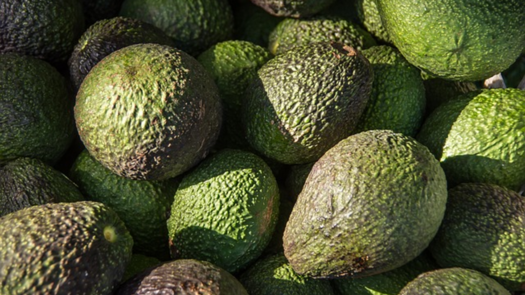 La industria productora de aguacate de Guatemala, busca en Chile servicios y tecnologías para su producción
