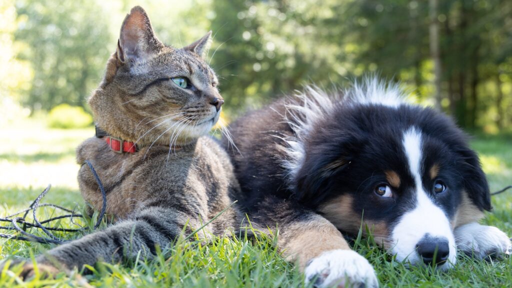 Cuida a tu mascota en las fiestas de fin de año