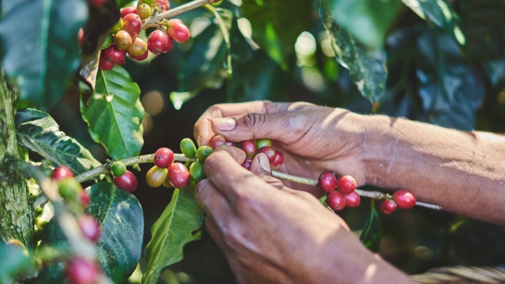 Nestlé presentó su "Plan Nescafé 2030"