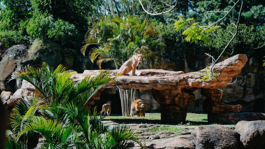 Bac Credomatic y el Zoológico La Aurora inauguraron el recinto de Leoni el Guapo y su familia