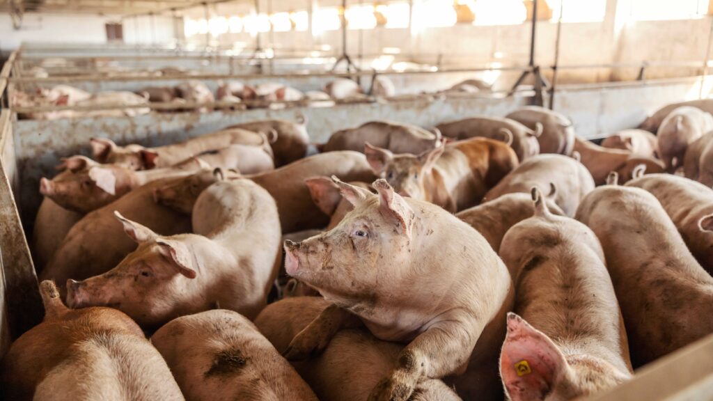 CODECOF trabaja para la disminución del contrabando de cerdos