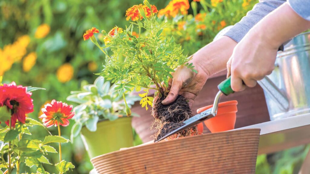 Cuida tu jardín durante la época de lluvias