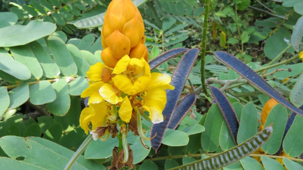 Establecimiento de plantas nectaríferas para el control natural de plagas