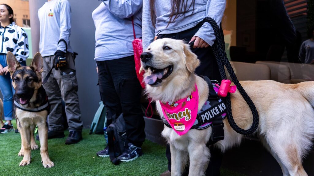 Nestlé Purina realiza donación a perros de cinco instituciones en Guatemala