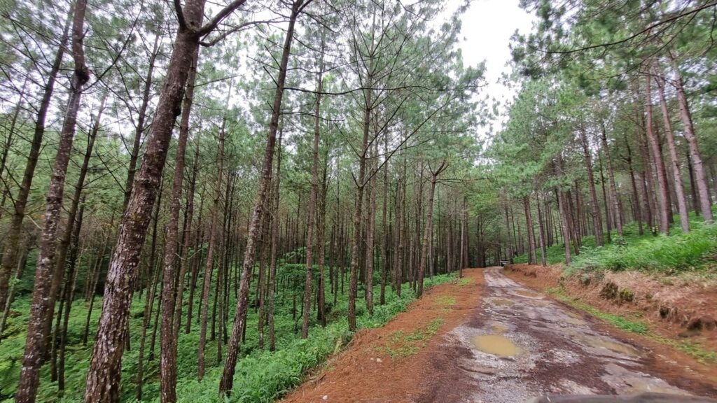 Incentivos forestales fortalecen la económia nacional