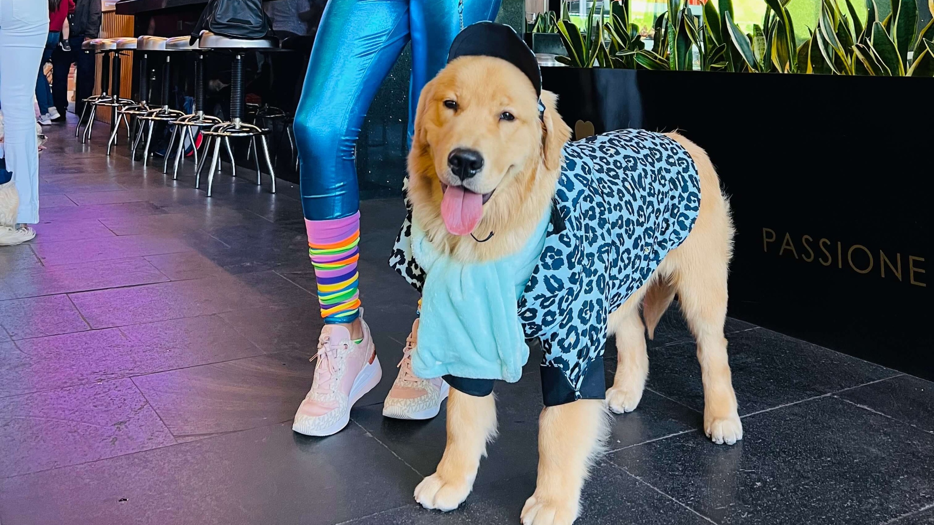 Miraflores presentó con gran éxito su primer desfile canino 