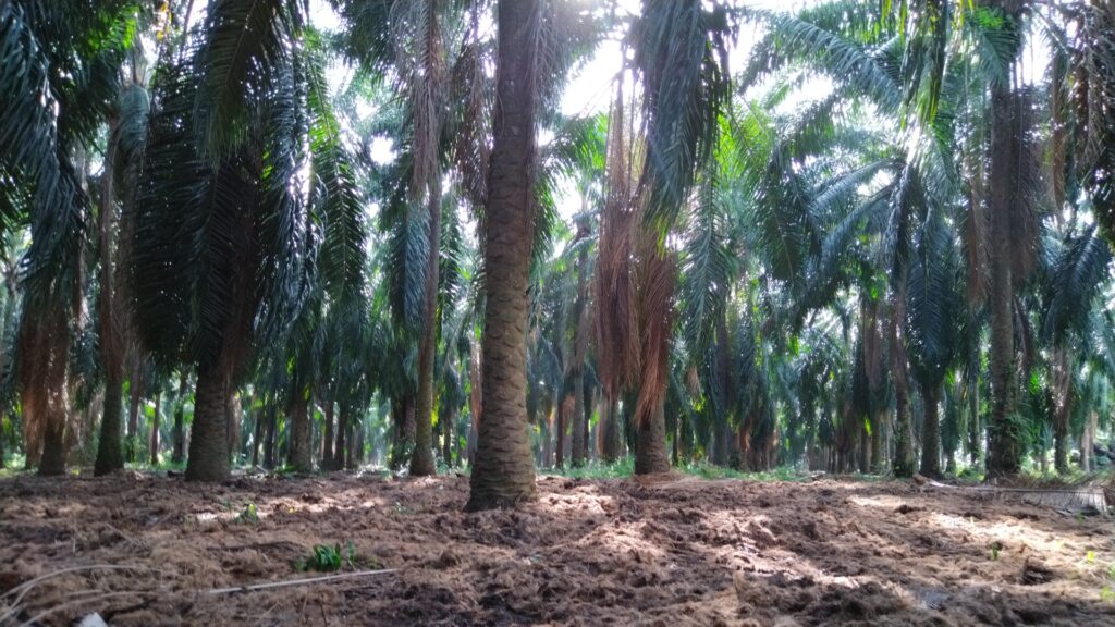 Uso y aplicación de raquis en plantaciones de palma de aceite