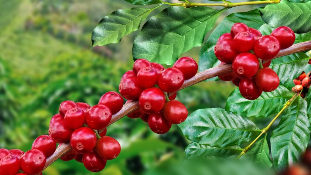 Syngenta celebra el Día Mundial del Café