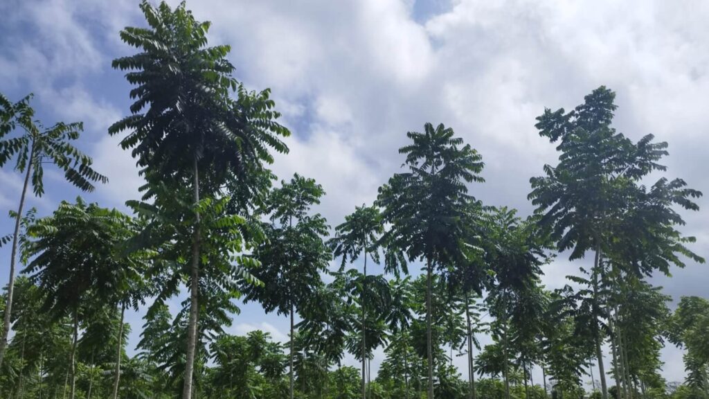 Apoyo a la Estrategia REDD+ para consolidar el abordaje de agentes de deforestación”