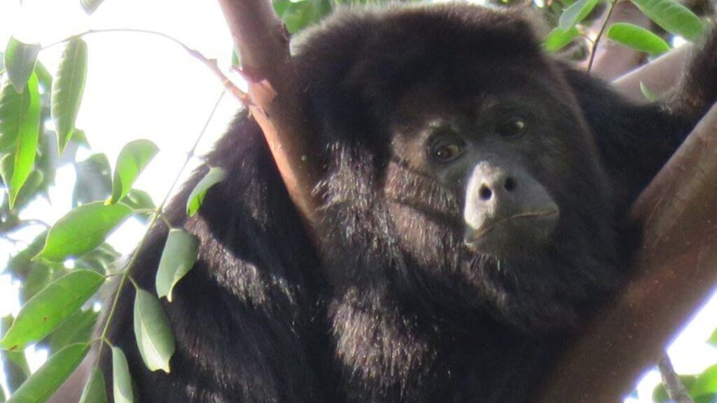 Nuevos Hallazgos sobre la Conservación del Mono Aullador Negro