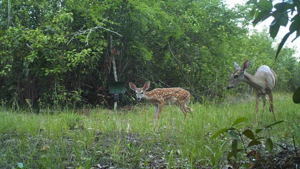 AJE se adhiere a la iniciativa “1t.org” con el compromiso de proteger 6 millones de hectáreas de bosque primario