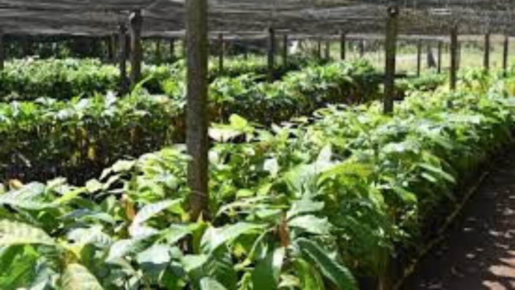 MAGA asegura la cosecha de más de 100 mil agricultores