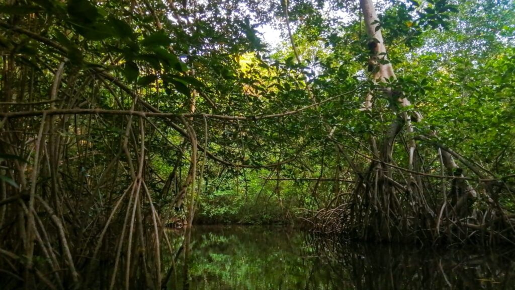 INAB rinde homenaje a los humedales, hogar del 40% de flora y fauna en el mundo