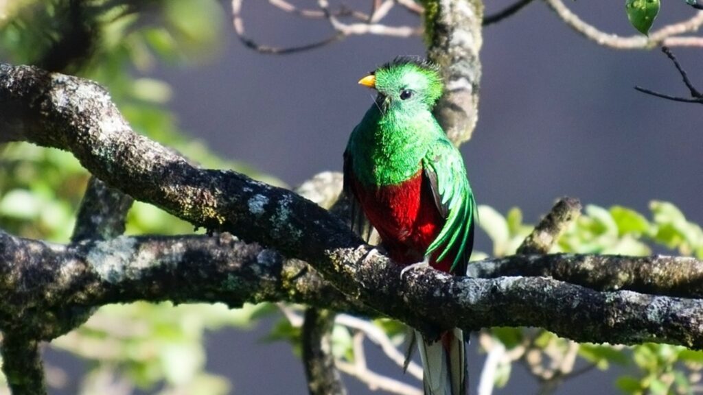 3 de marzo: Día Mundial de la Vida Silvestre