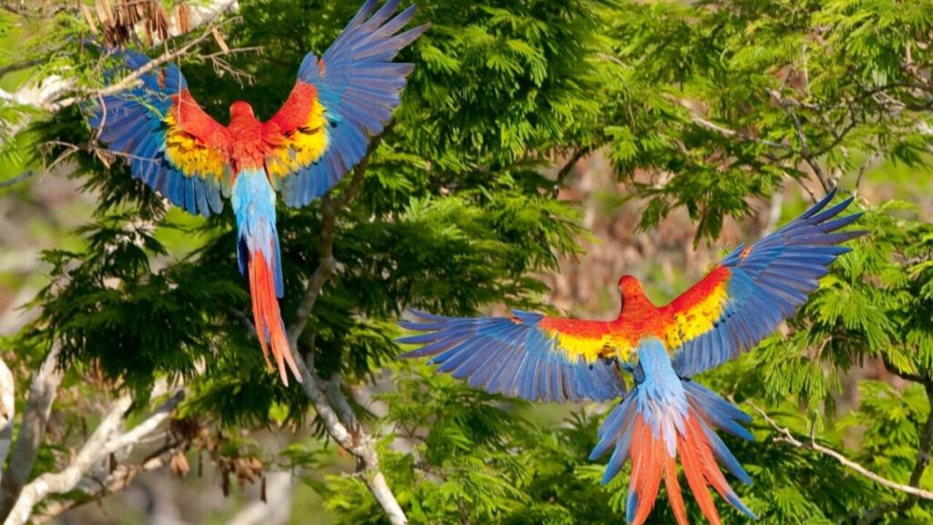 Nace primer pichón de guacamaya roja en el Parque Nacional Laguna del Tigre de la Reserva de Biósfera Maya