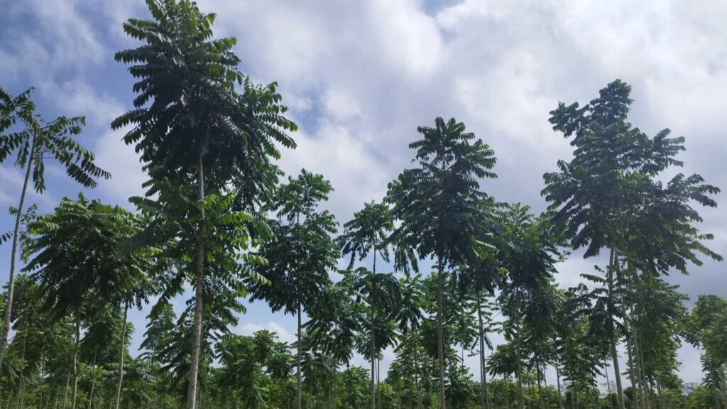 Incentivos Forestales Fortalecen la economía nacional
