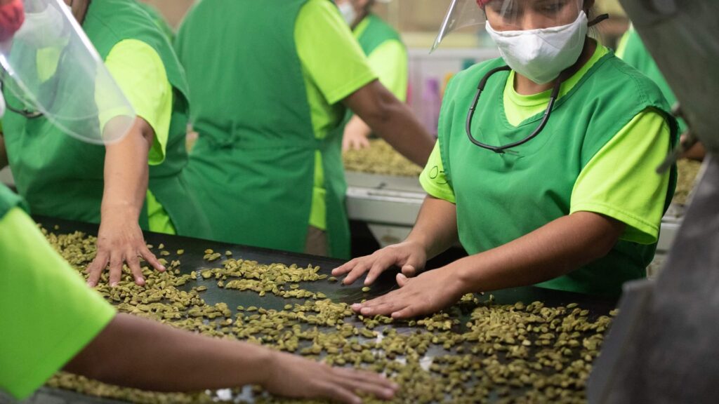 CARDEX Lleva la Exquisita Producción de Cardamomo al Mercado Internacional