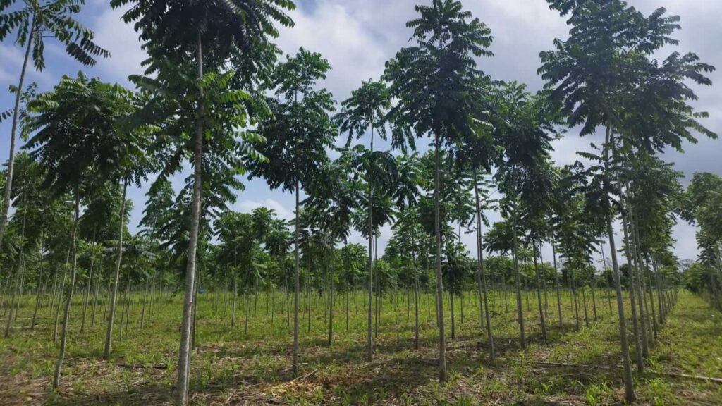 INAB beneficia a 5,676 familias