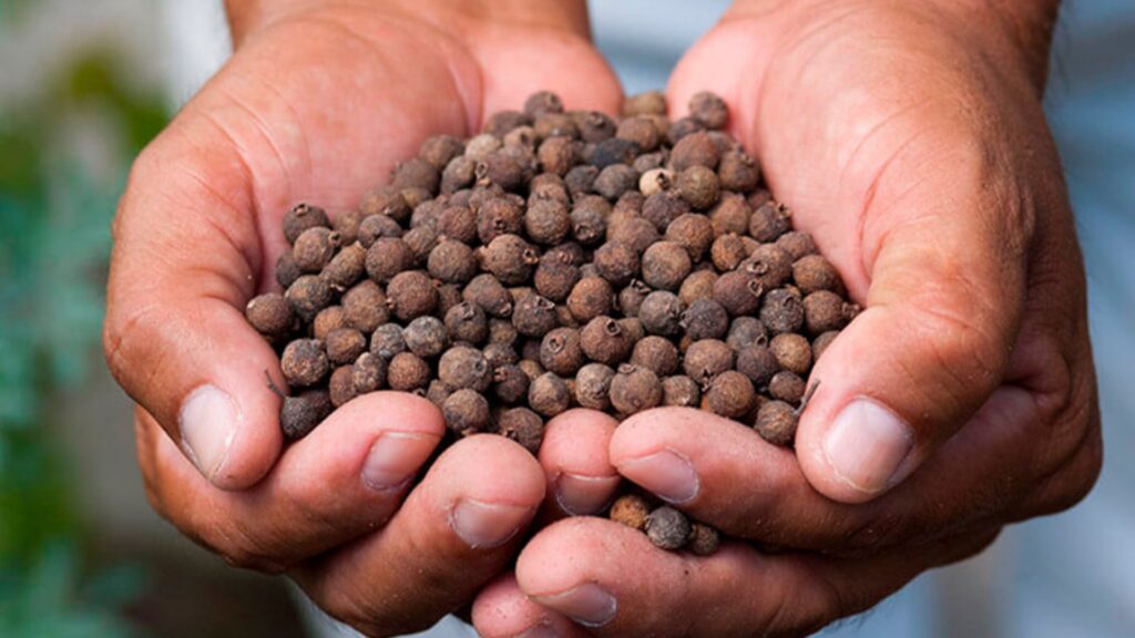 La pimienta gorda de Guatemala más conocida como “AllSpice” o “Pimento”