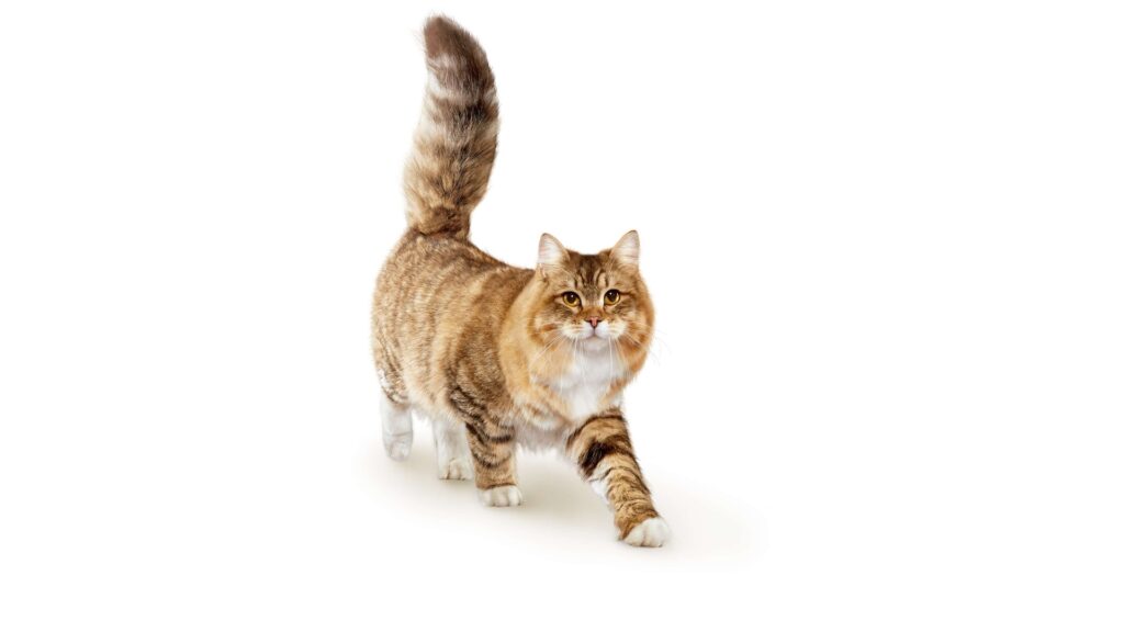 Beneficios clave de la esterilización de tu gato y consejos de cuidado