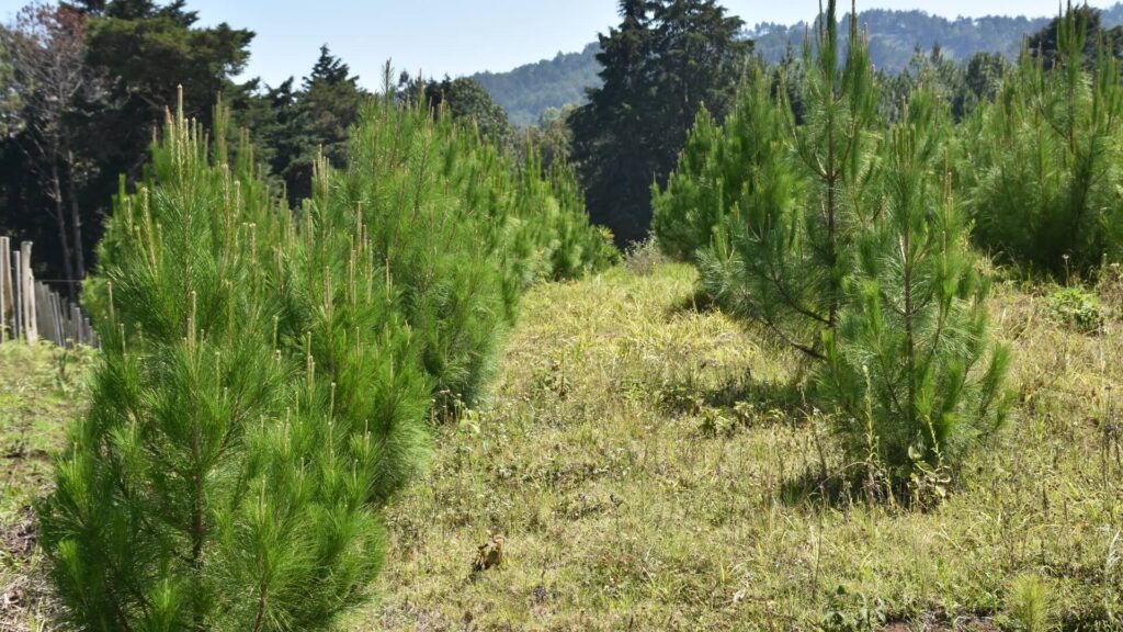 La Economía Local Recibe 418 Millones de Quetzales Gracias al INAB en 2024