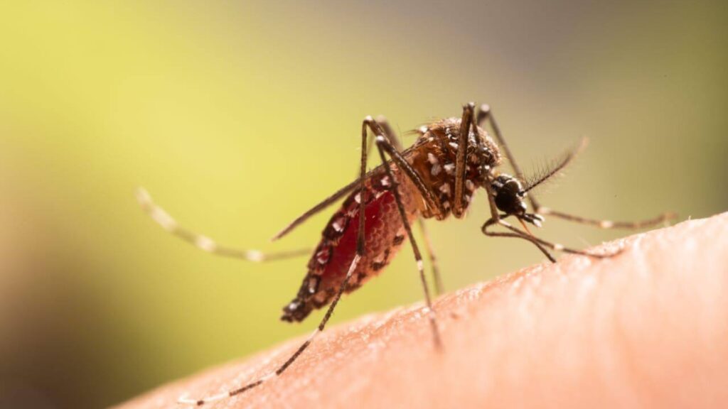 Datos y consejos para protegerte del dengue