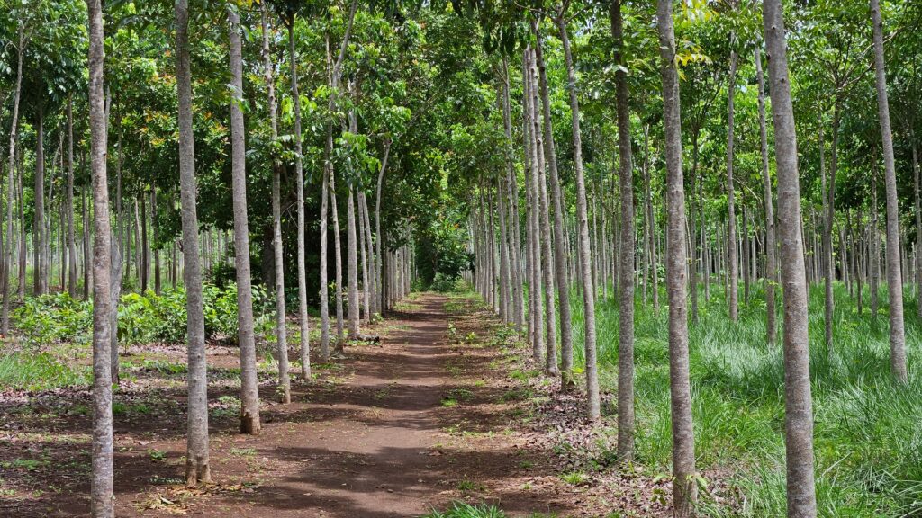 Octavo desembolso de incentivos forestales, inyecta más de 55 millones de quetzales a la economía local 