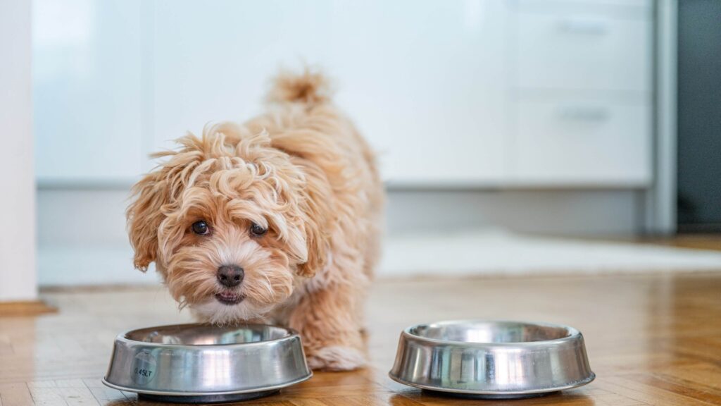 Dog Chow revela seis formas de hacer la hora de la comida más emocionante para las mascotas