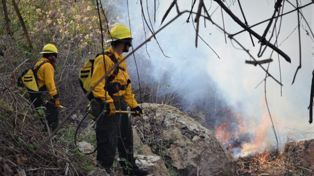 Un llamado a la acción para evitar un desgaste en nuestros bosques