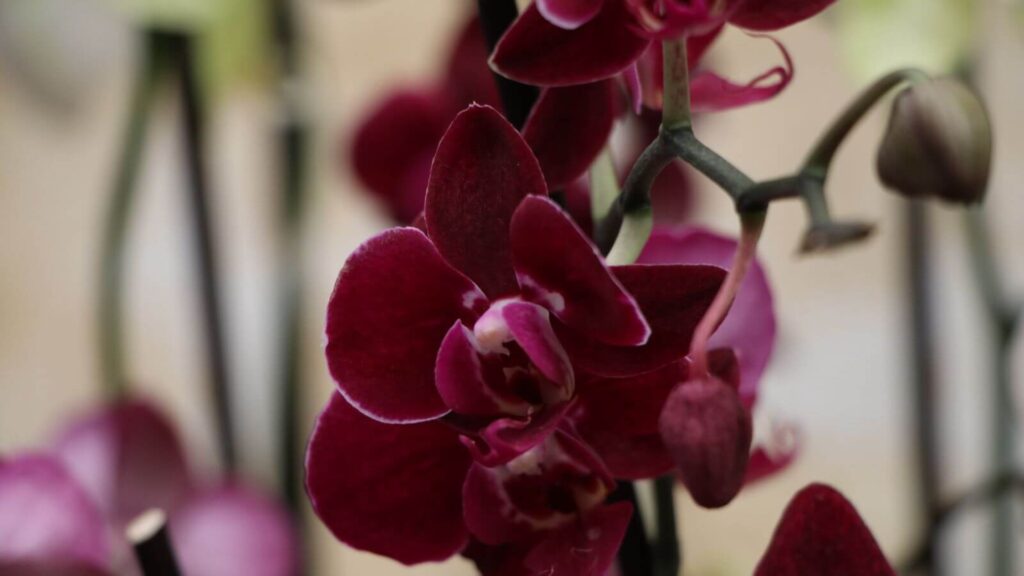 La Asociación Guatemalteca de Orquideología celebra su 50° Exposición Nacional de Orquídeas "Susurros del Bosque"
