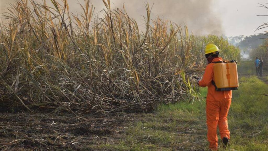 "Foragro: Innovación tecnológica para prevenir incendios forestales"