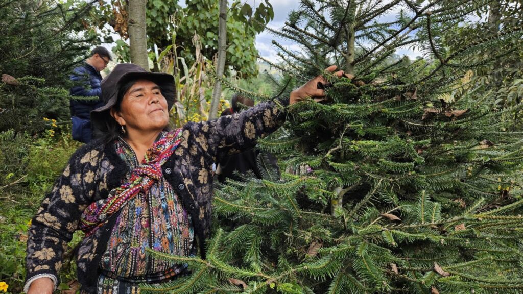 INAB empodera a mujeres en el sector forestal: pilar de sostenibilidad