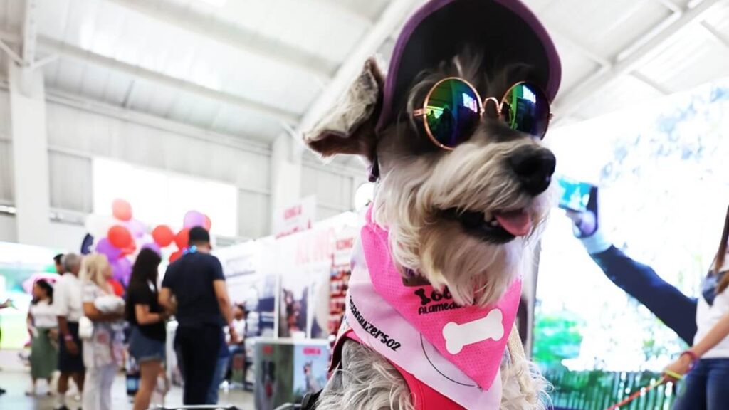 Pet Fest es el evento más grande para mascotas en Guatemala