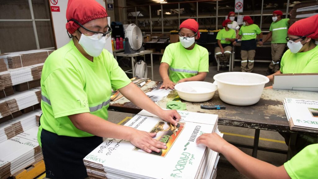 Cardex lidera exportaciones de cardamomo guatemalteco apoyando a productores locales