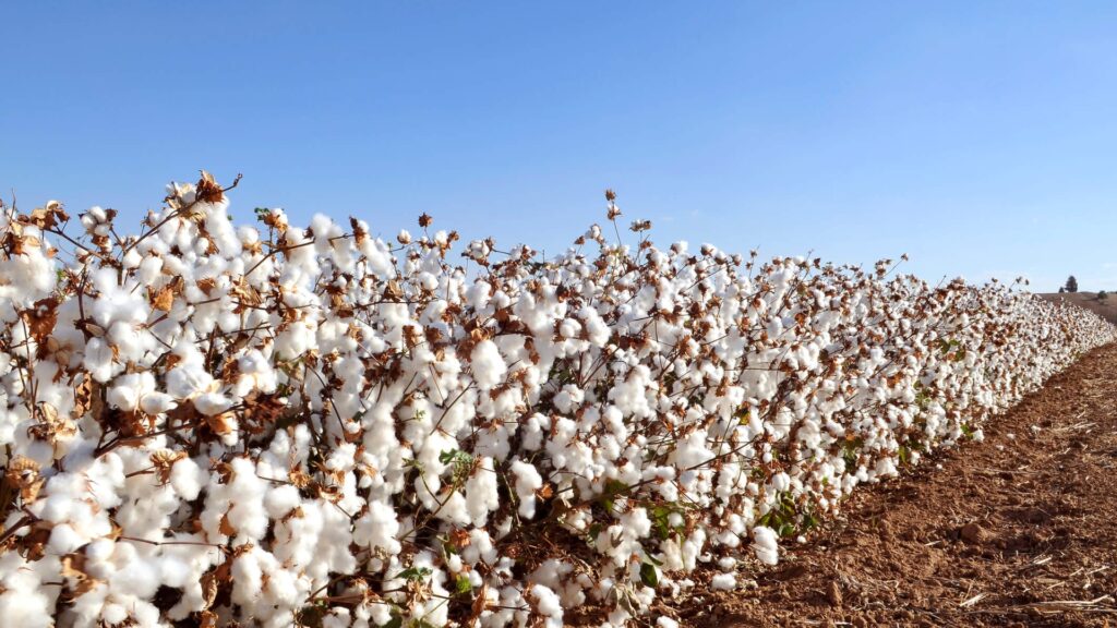 Northern Textiles impulsa el sector textil regional con inversión histórica