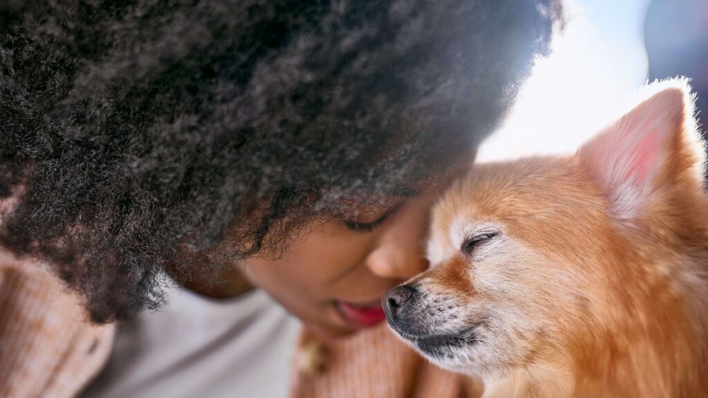 Mascotas en su vejez: cuidados esenciales para perros mayores