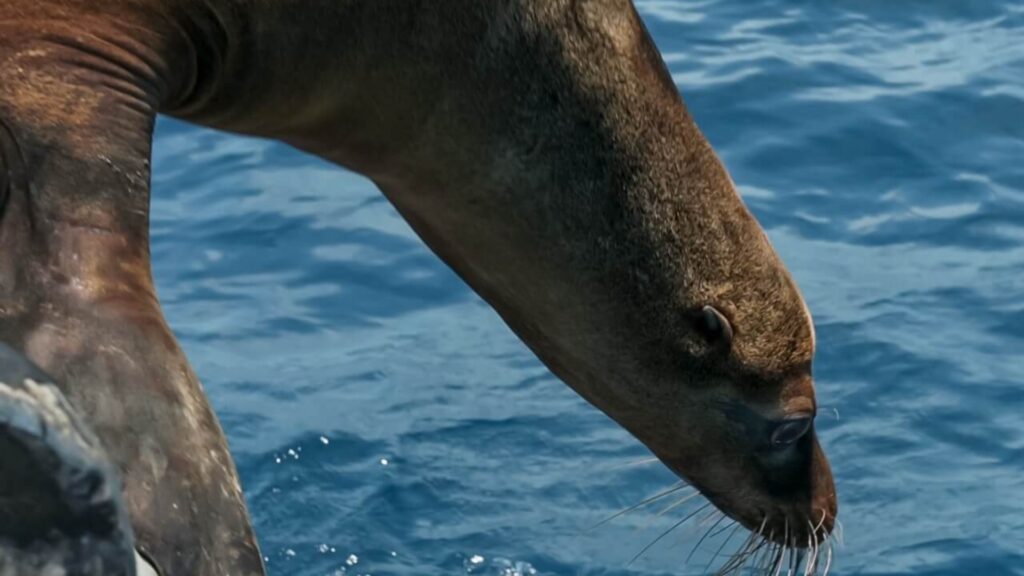 León marino es devuelto a su hábitat natural después de recibir cuidados en AGHN