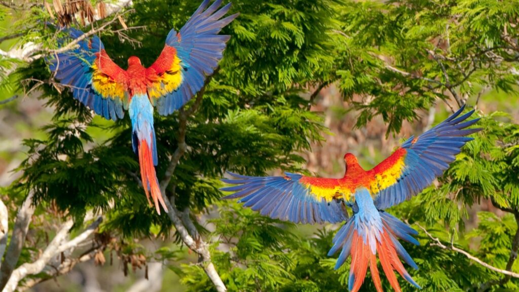 Conservación y sostenibilidad: Grupo AJE renueva alianza con WCS en Guatemala