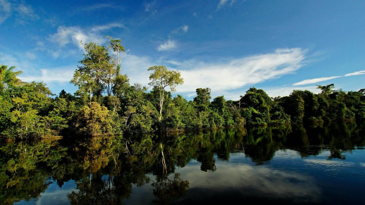 FSC Latinoamérica trabaja por la conservación de los bosques y el ...