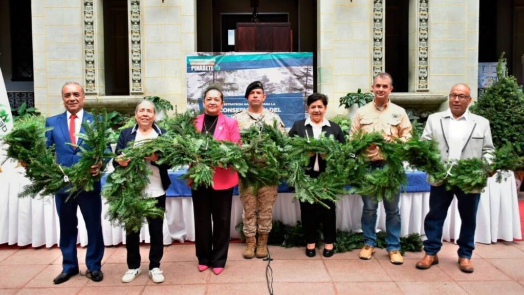 Guatemala lanza la Campaña Nacional para la Conservación del Pinabete, Temporada Navideña 2025