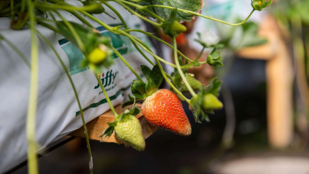 El crecimiento agrícola en Guatemala se fortalece con Comercializadora Margarita