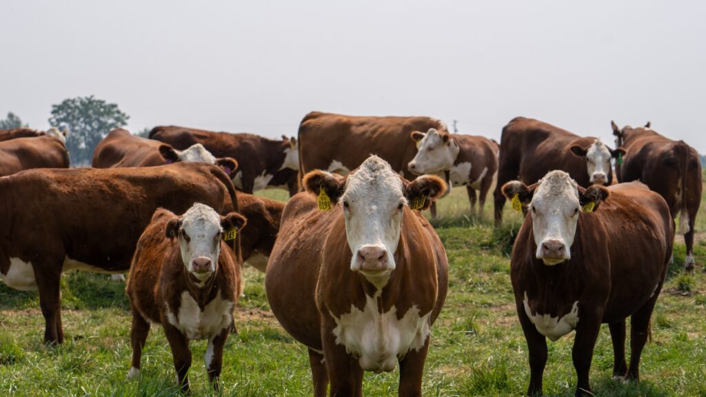 Producción responsable: la inocuidad de la carne de res como pilar del bienestar animal y ambiental