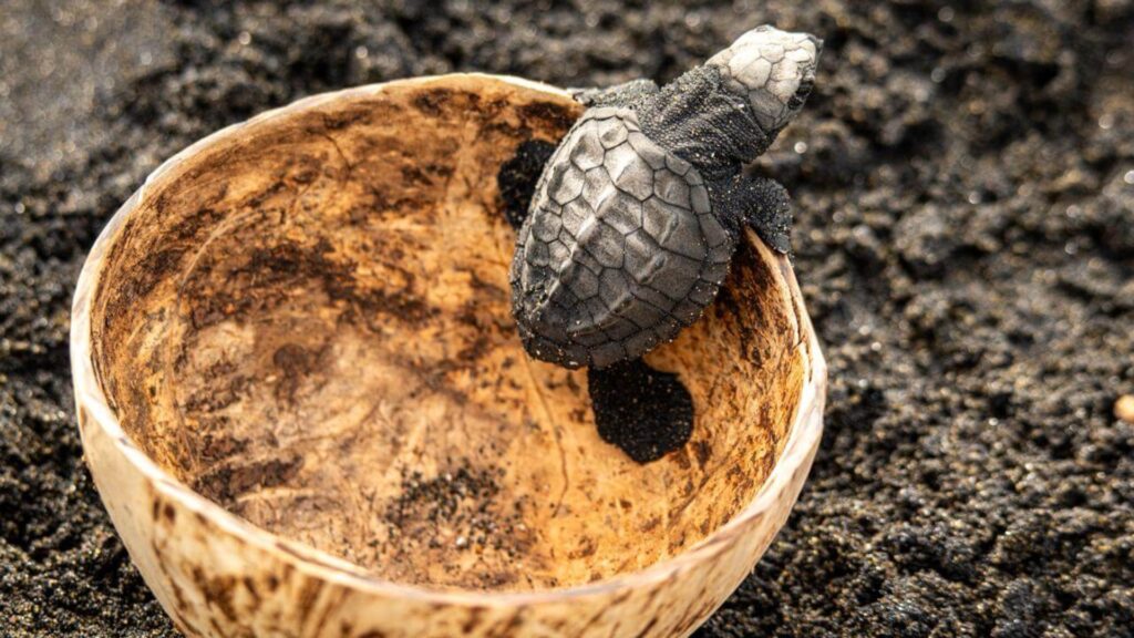 Oceana y AGHN fortalecen la protección de tortugas marinas con nueva alianza estratégica