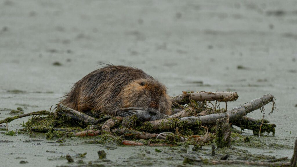 Pequeños arquitectos del ecosistema: castores dan una lección de sostenibilidad