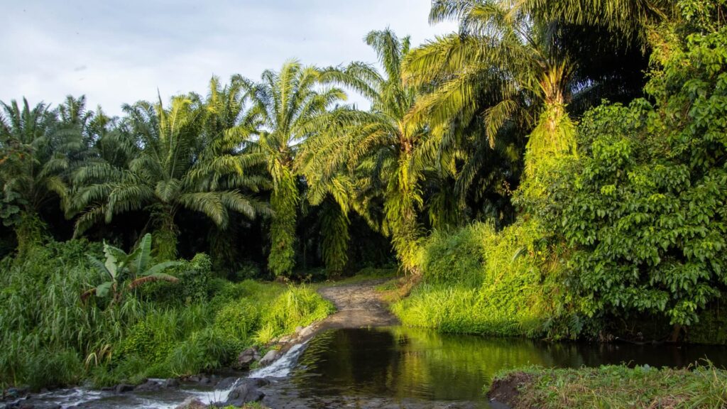 GREPALMA promueve prácticas sostenibles que fortalecen la industria de la palma de aceite en Guatemala