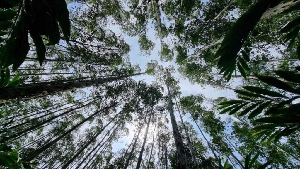 INAB impulsa la reducción de emisiones y protege el patrimonio natural de Guatemala