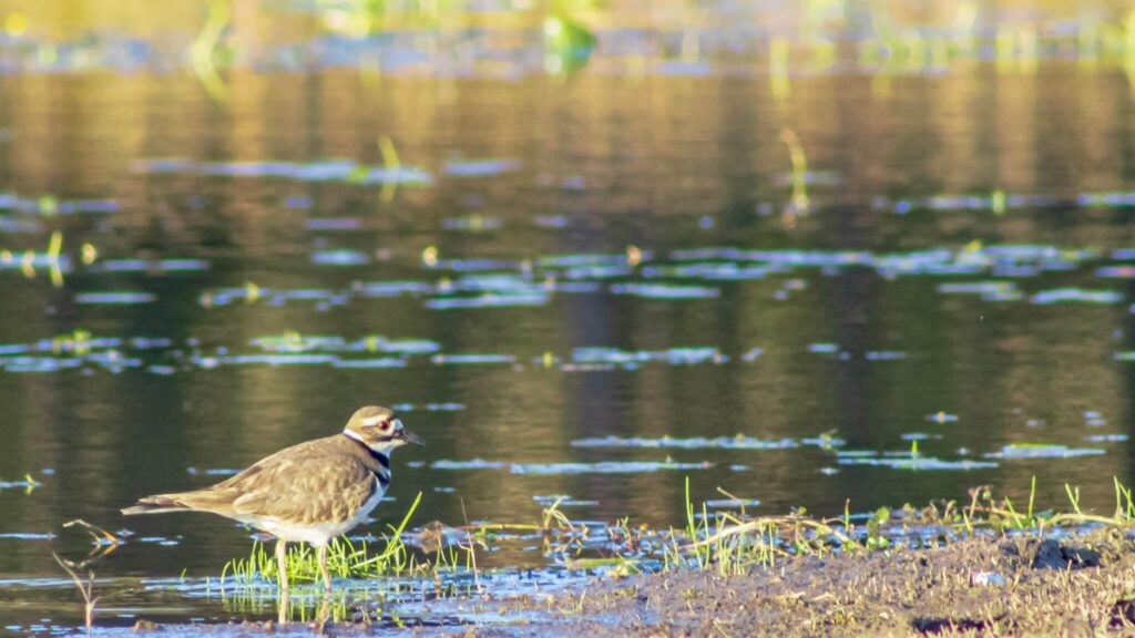 INAB impulsa la protección de los humedales por su impacto ambiental y social